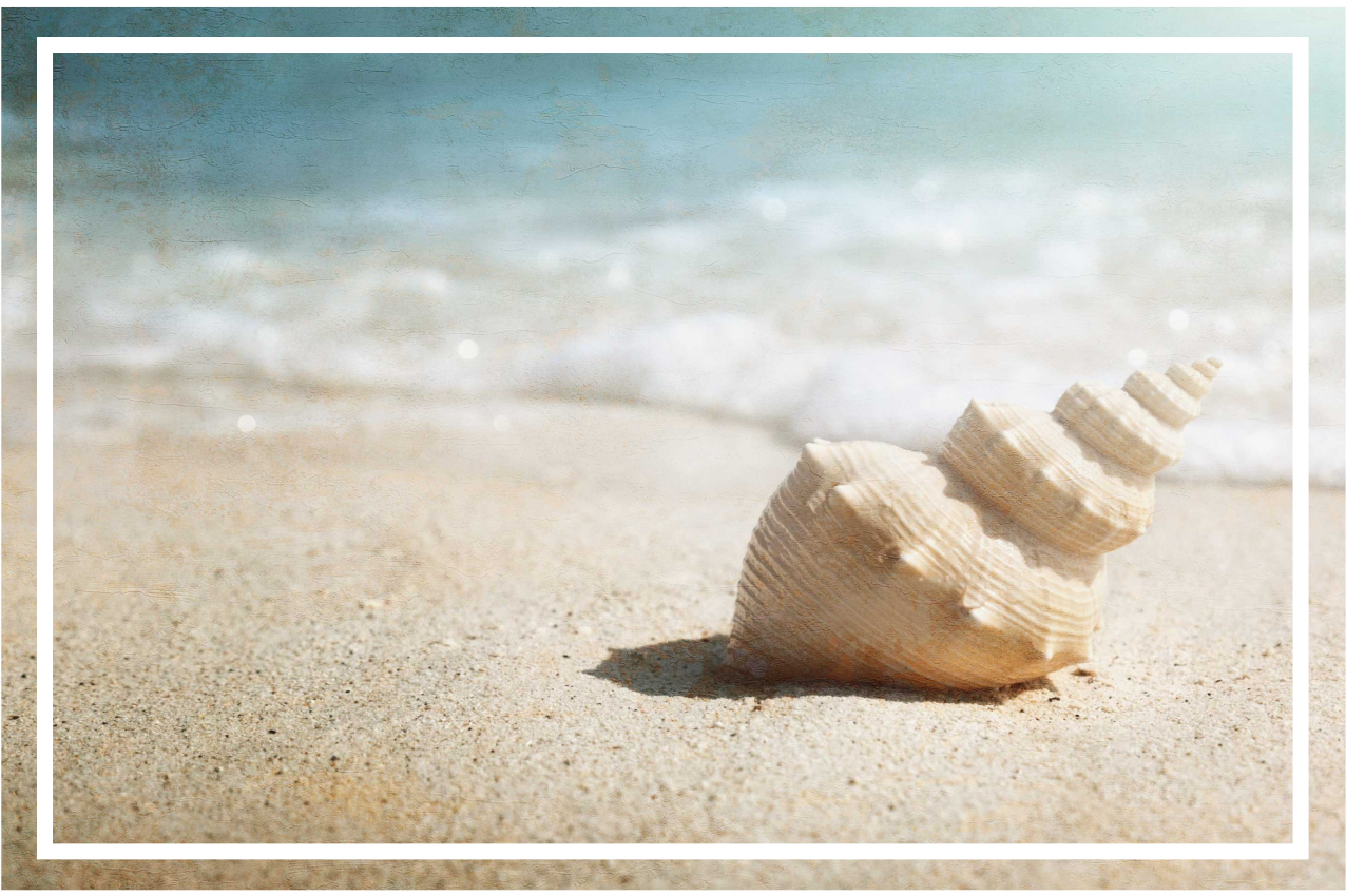 Muslingeskal på sandet moderne dækkeservietter - TenStickers