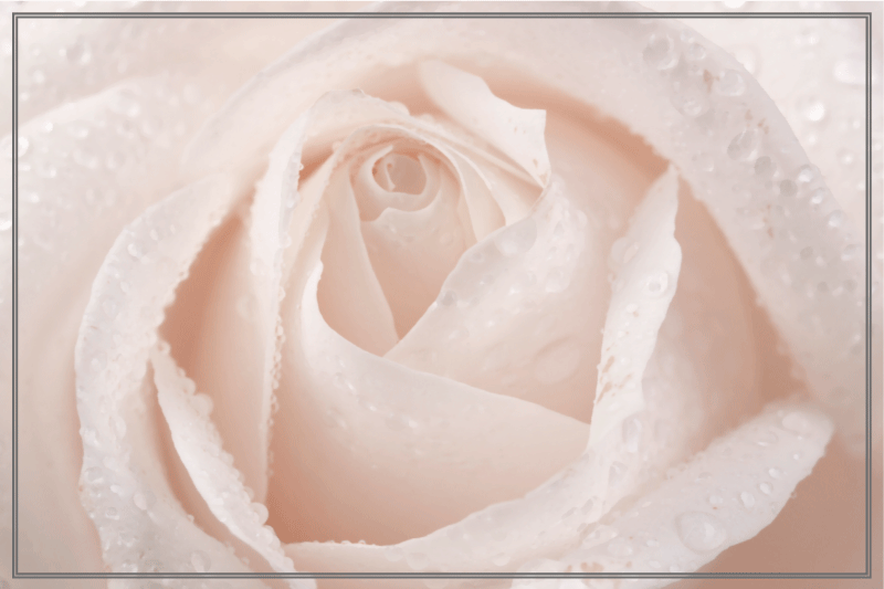 Smuk hvid rose moderne dækkeservietter - TenStickers