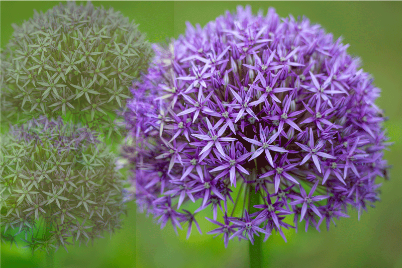 Vibrerende lilla blomster dækkeserviet - TenStickers