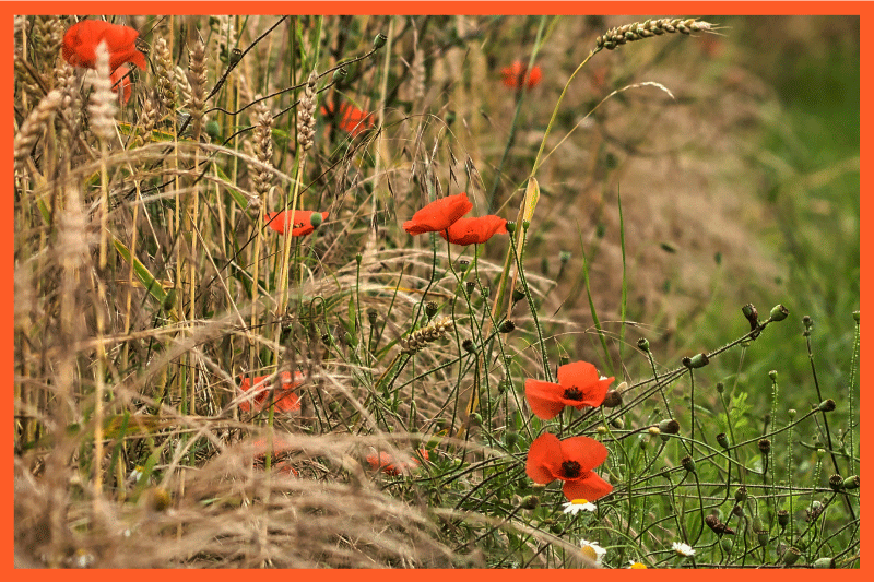 Dækkeserviet børn sjov madarrangement - TenStickers