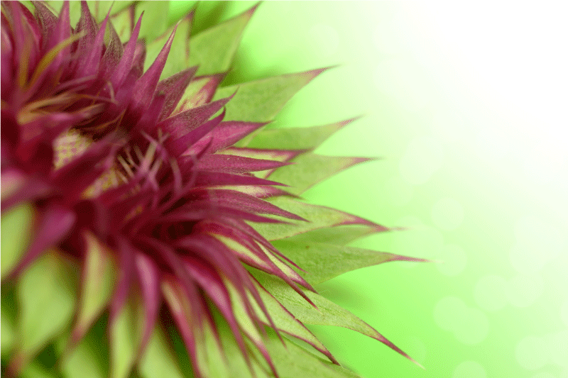 Tistel dækkeserviet til spisebordet - TenStickers