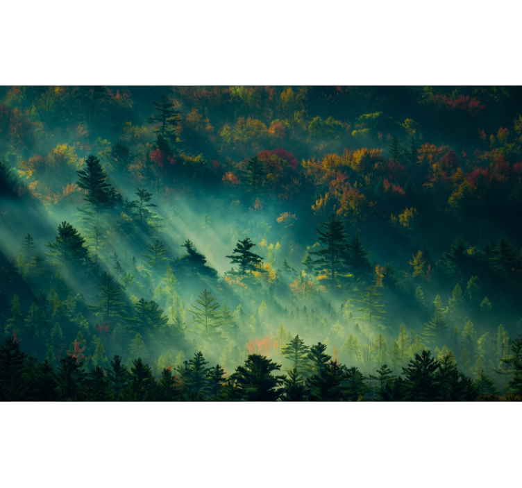 Fototapet skov den stemningsfulde skov - TenStickers