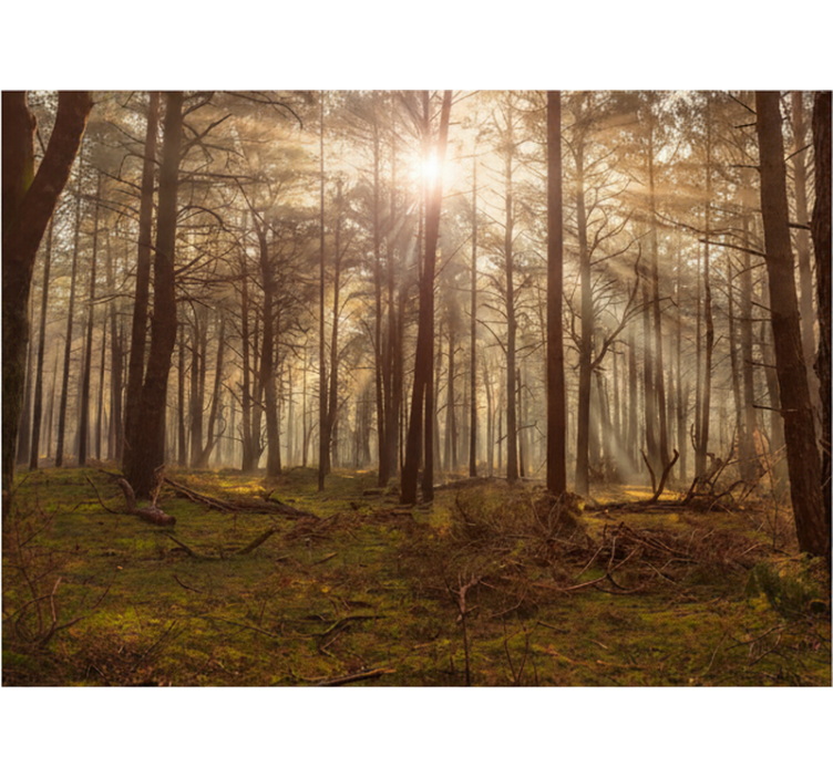 Fototapet skov gyldent dyreliv lounge - TenStickers