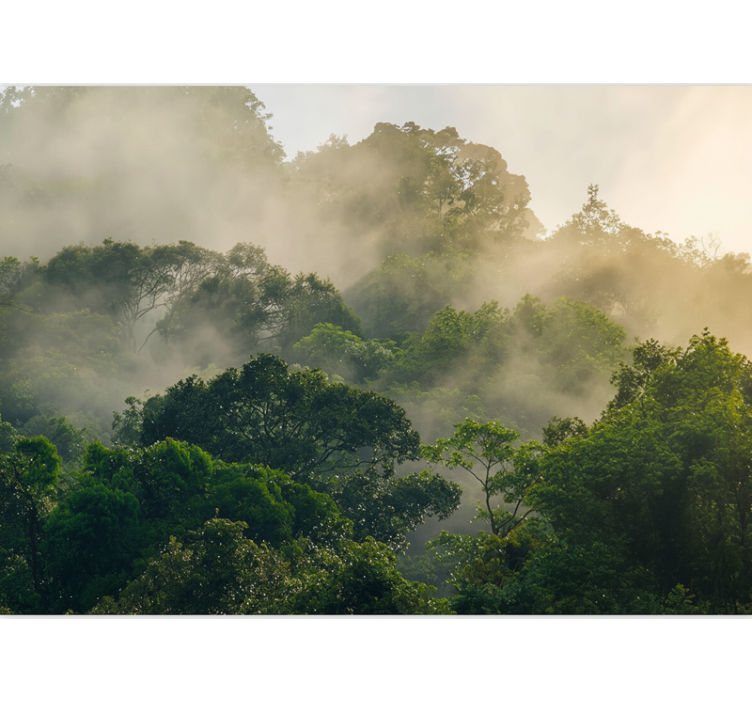 Fototapet skov frodig junglekrone - TenStickers