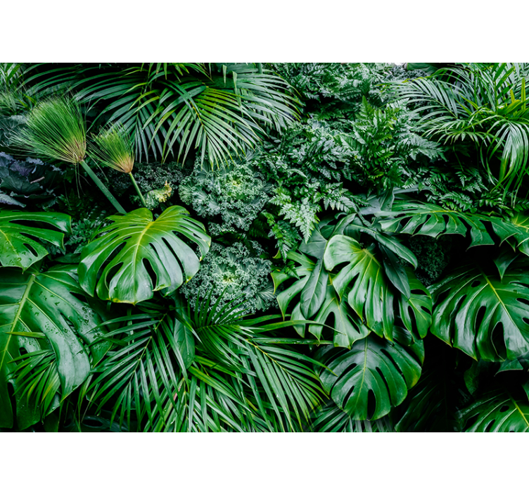 Jungle planter fototapet tapet - TenStickers