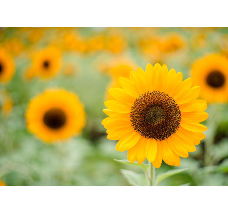 Blomstret solsikke fototapet - TenStickers