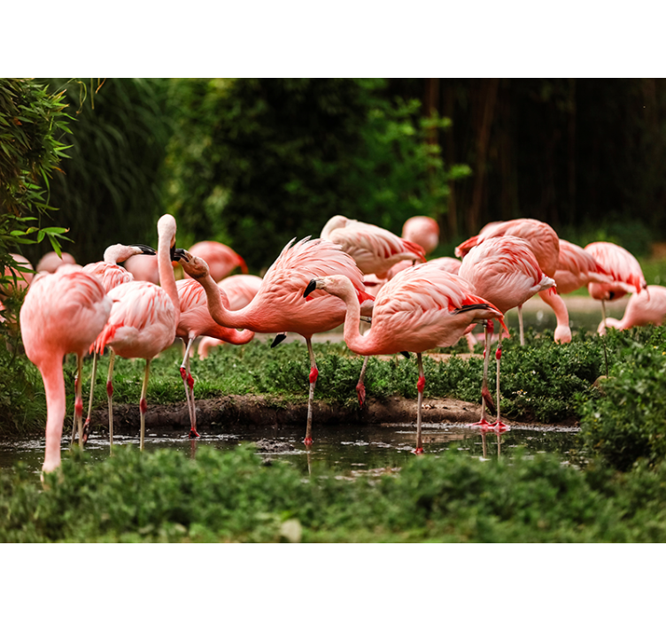 Flamingo gruppe fototapet - TenStickers