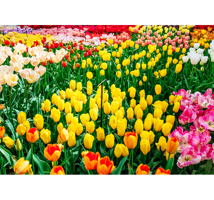 Farvede tulipaner blomst fototapet - TenStickers