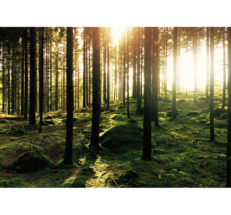 Skjulested i skovfototapetet - TenStickers