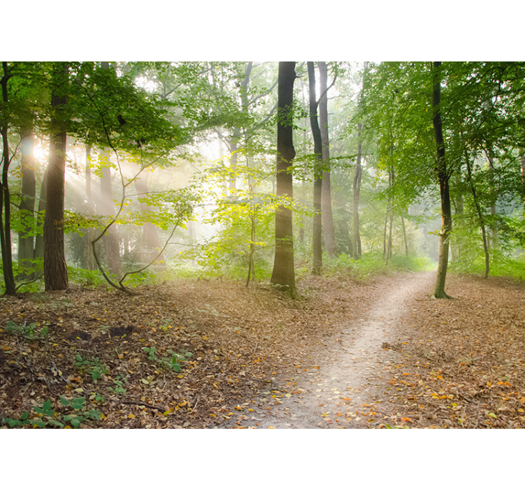 Fantastisk skov fototapet - TenStickers