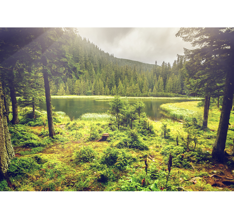 Grønne træer skov fototapet - TenStickers