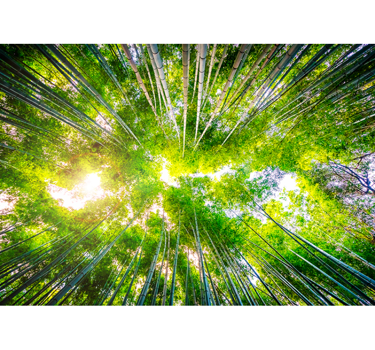 Bambus landskab fototapet - TenStickers