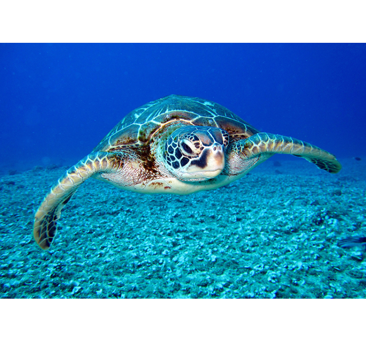 Havskildpadde fototapet til badeværelse - TenStickers