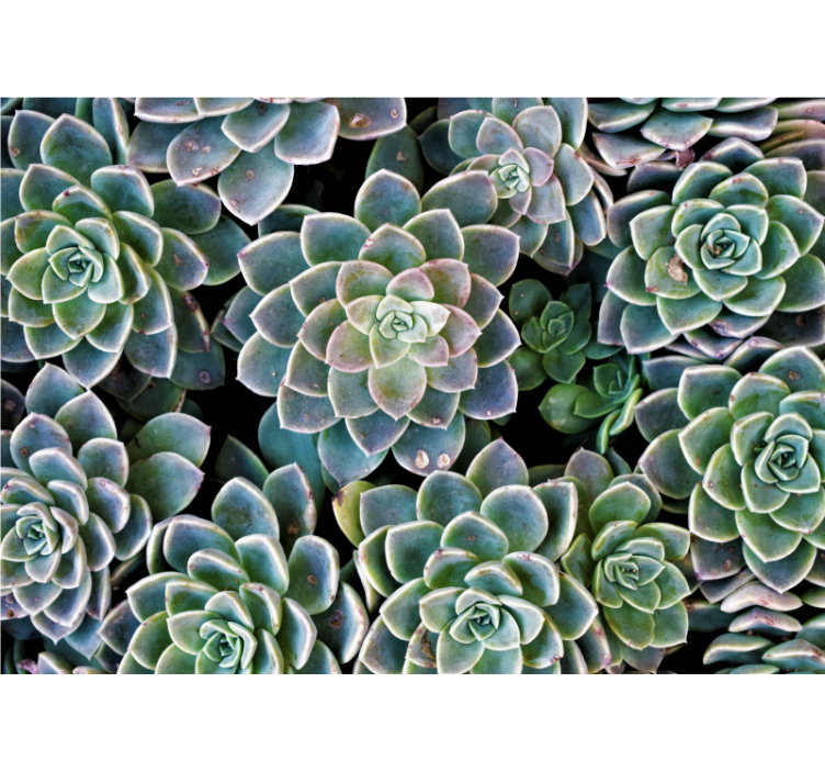 Echeveria kaktus 3d fototapet - TenStickers