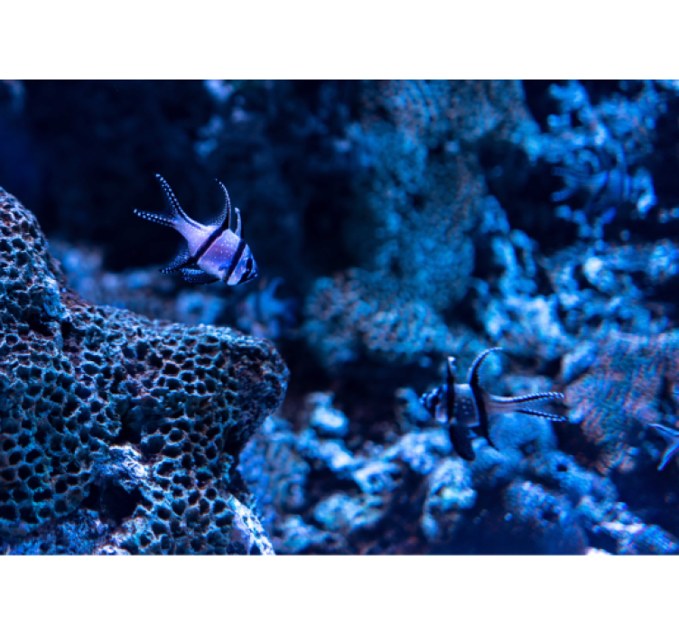 Koralrevfisk fototapet dyr - TenStickers