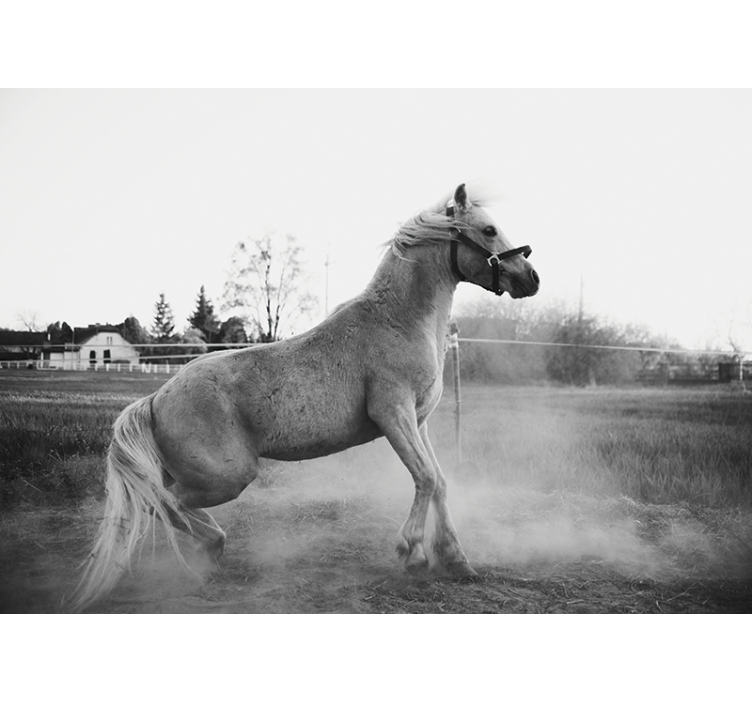 Fototapet dyr galopperende pony - TenStickers