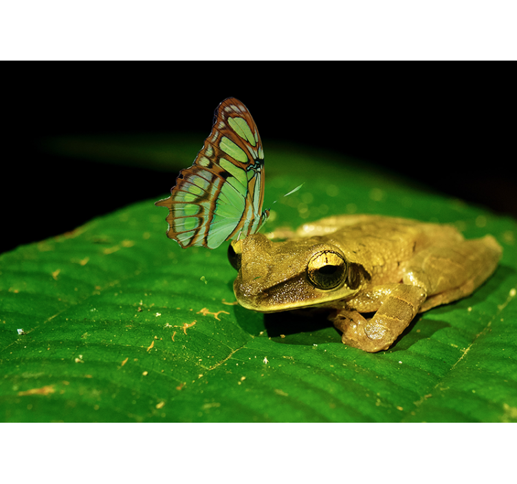 Fredelig konfrontation frø fototapet - TenStickers