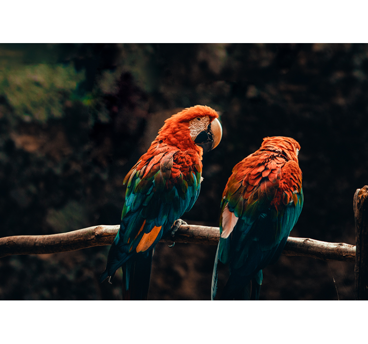 Farverige papegøjer vægmaleri - TenStickers