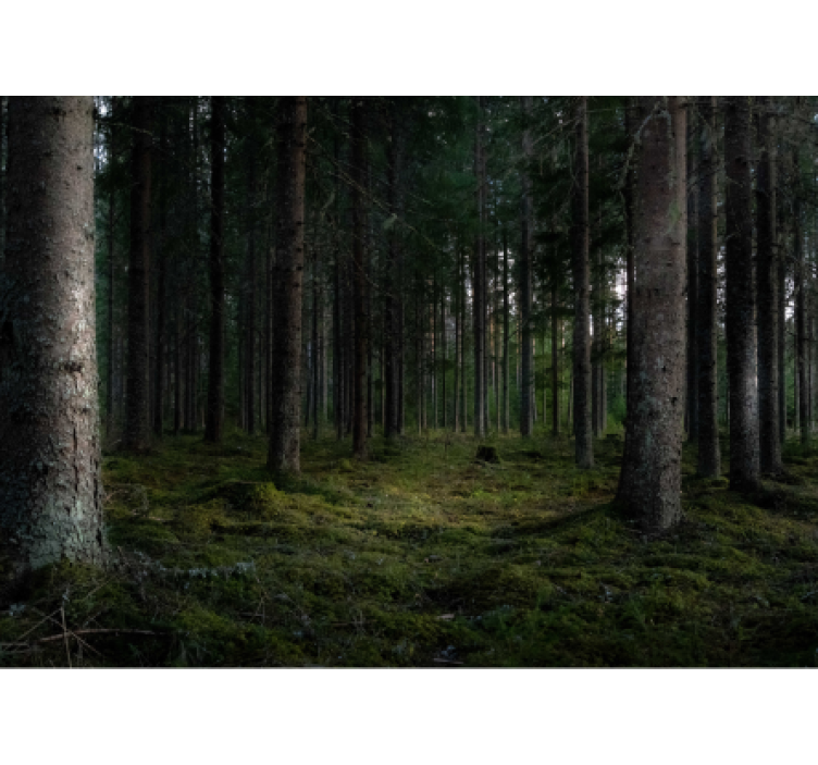 Frodig skovscene fototapet skov - TenStickers