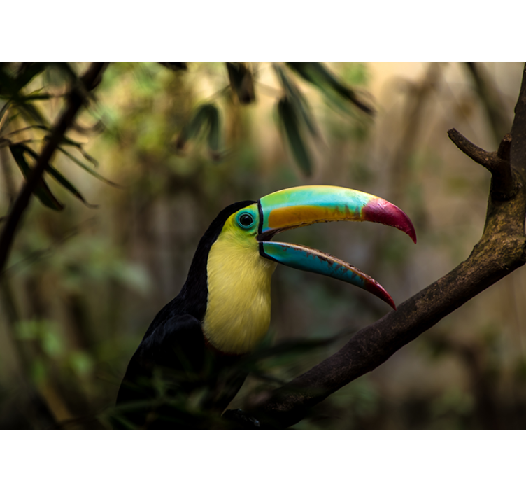 Tucan i jungle fototapet - TenStickers
