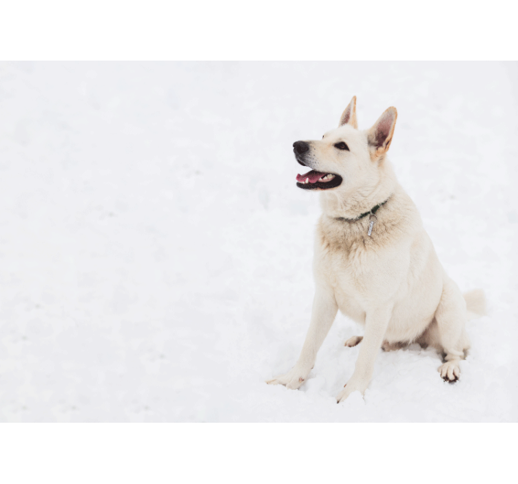 Husky i sneen fototapet - TenStickers