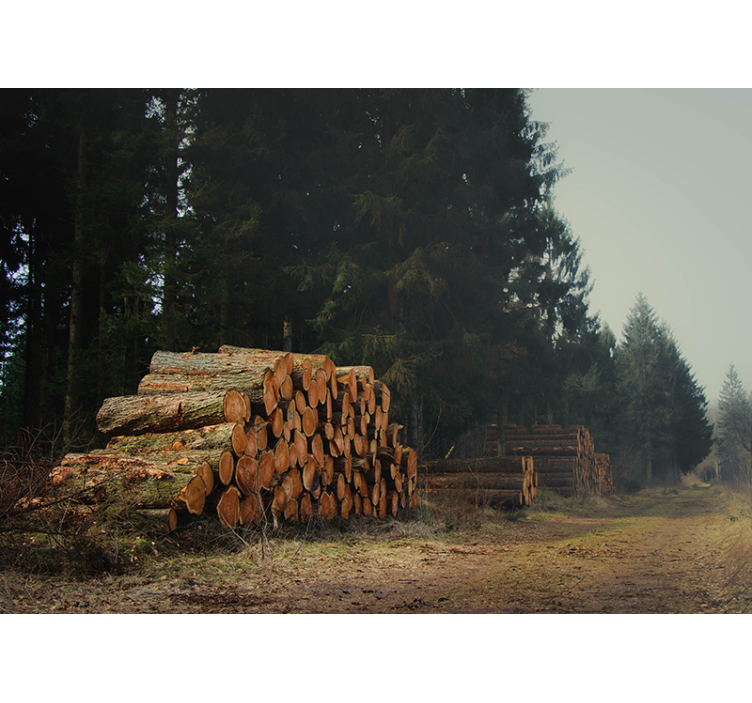 Skov logs bunke fototapet - TenStickers