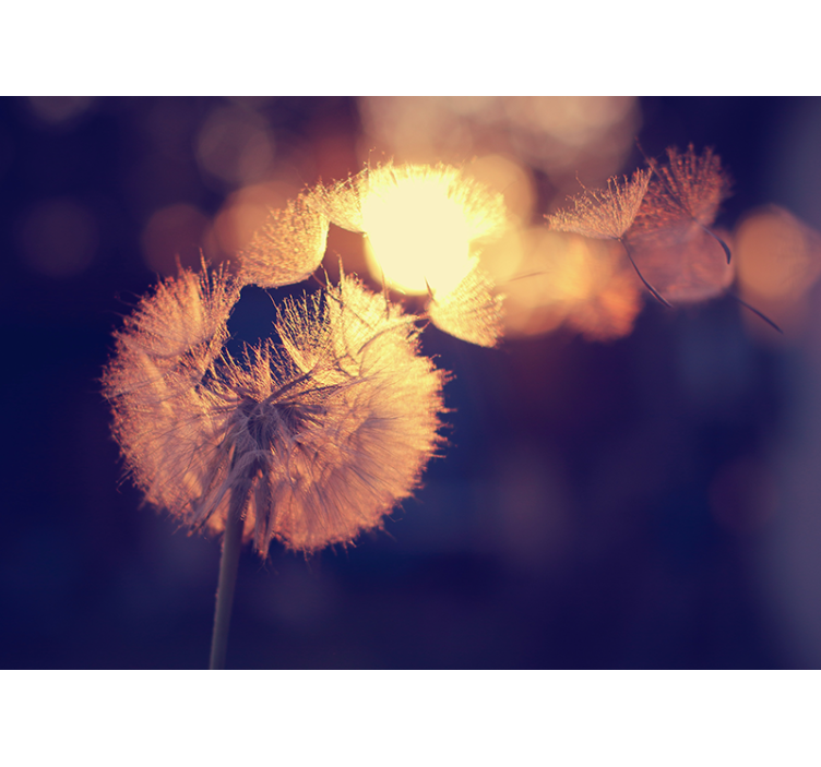 Mælkebøtte fnug glød valmue fototapet - TenStickers