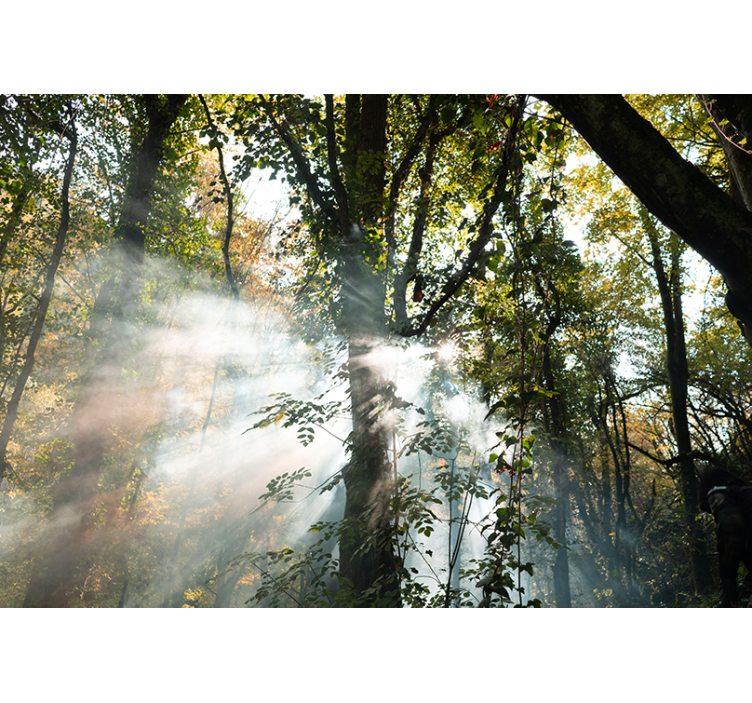 Grøn tyk skov natur fototapet - TenStickers