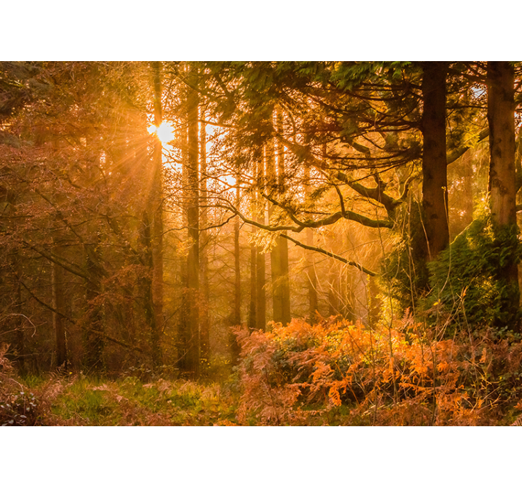 Oplyst skovlandskab natur fototapet - TenStickers