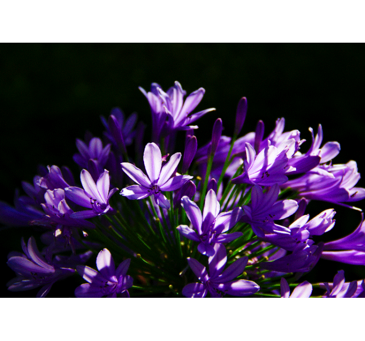 Lilla blomsterskønhed fototapet blomster - TenStickers