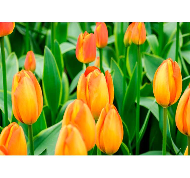 Orange tulipan blomster tulipan fototapet - TenStickers
