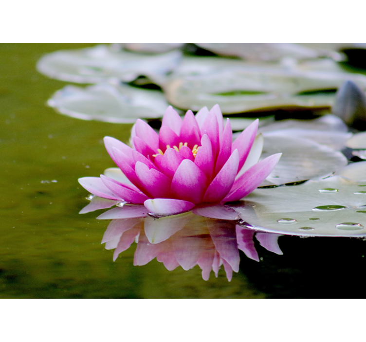 Yndefuld pink lotus fototapet blomster - TenStickers
