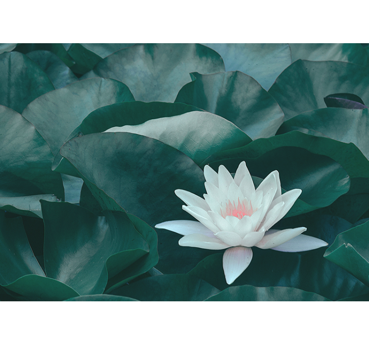 Zen hvid lotus blomst fototapet - TenStickers