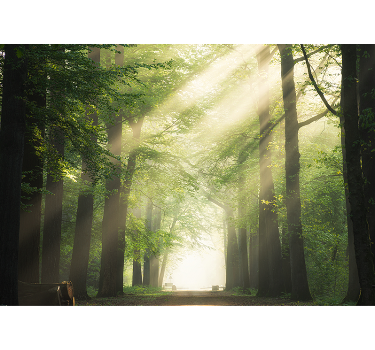 Træ med sol flash natur fototapet - TenStickers