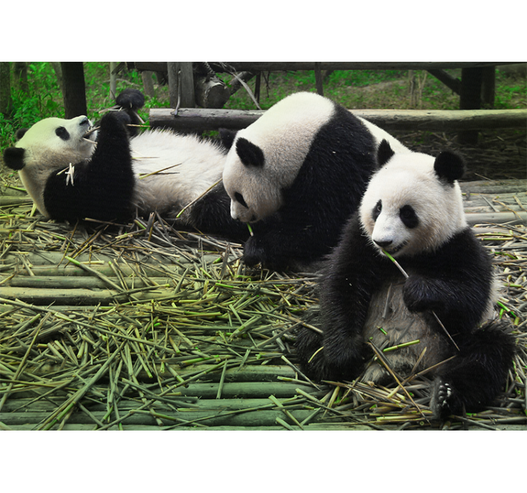 Pandaer natur stue fototapet - TenStickers