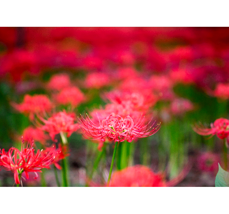 Valmue fototapet livlige krimson blomster - TenStickers