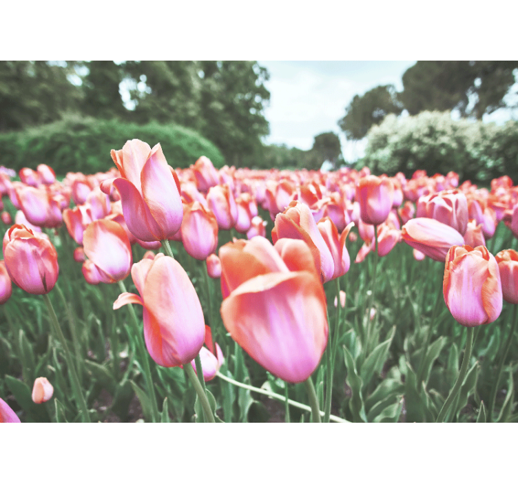 Valmue fototapet tulipanmark i blomst - TenStickers