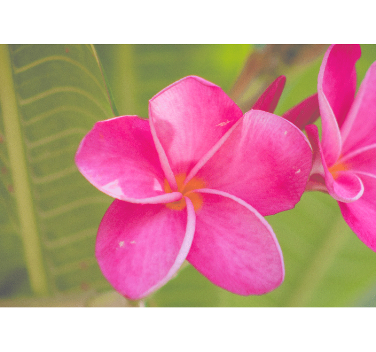 Fototapet blomster i pink blomsterdesign - TenStickers