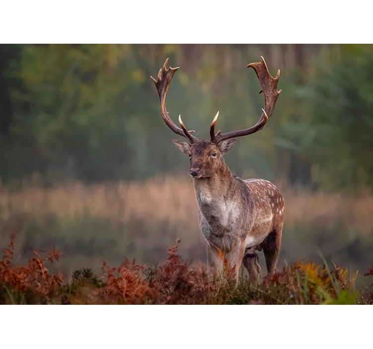 Ensom hjort i marken fototapet - TenStickers