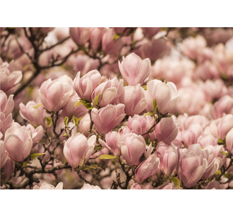 Blomstrende magnolia fototapet blomster - TenStickers