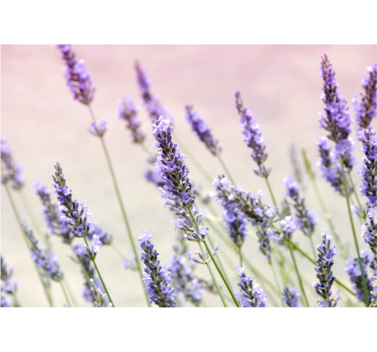 Fototapet blomster lavendel blomsterpragt - TenStickers