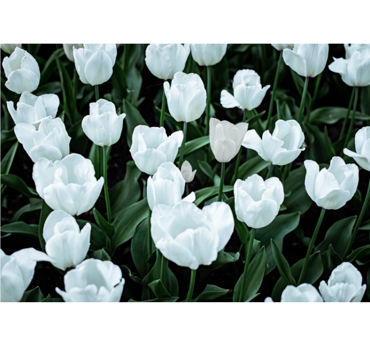 Fototapet blomster elegante hvide tulipaner - TenStickers