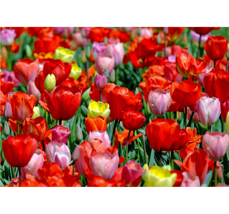 Fototapet blomster farverigt tulipanenge - TenStickers