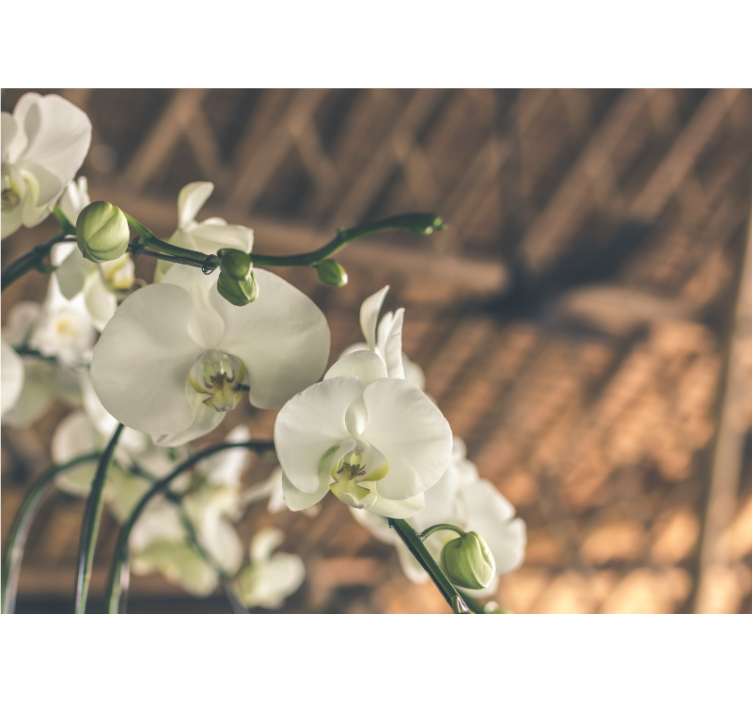 Orkide fototapet elegante orkidéer - TenStickers