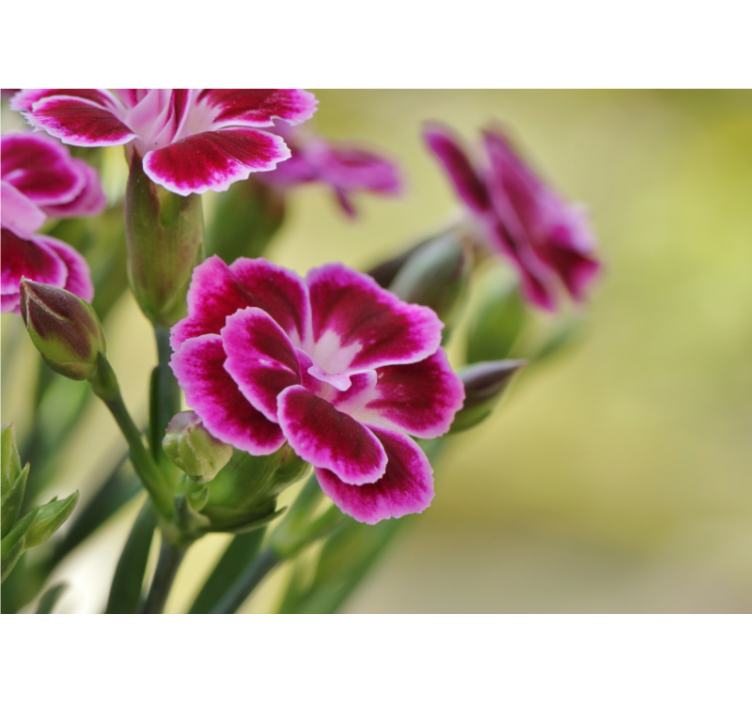 Valmue fototapet blomsterglæde - TenStickers