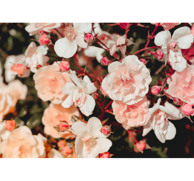 Masser af blomster steg fototapet - TenStickers