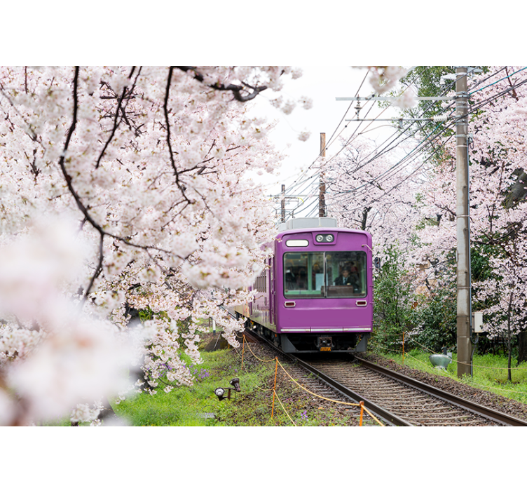Fototapet af byer cherry blossom tog - TenStickers
