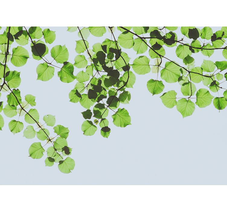 Grønne blade på solen natur fototapet - TenStickers