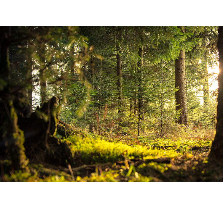 Fototapet skov i fredfyldt grøn landskab - TenStickers