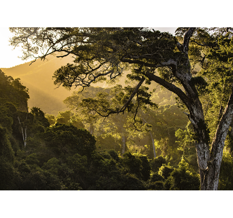 Natur fototapet frodig skovlandskab - TenStickers